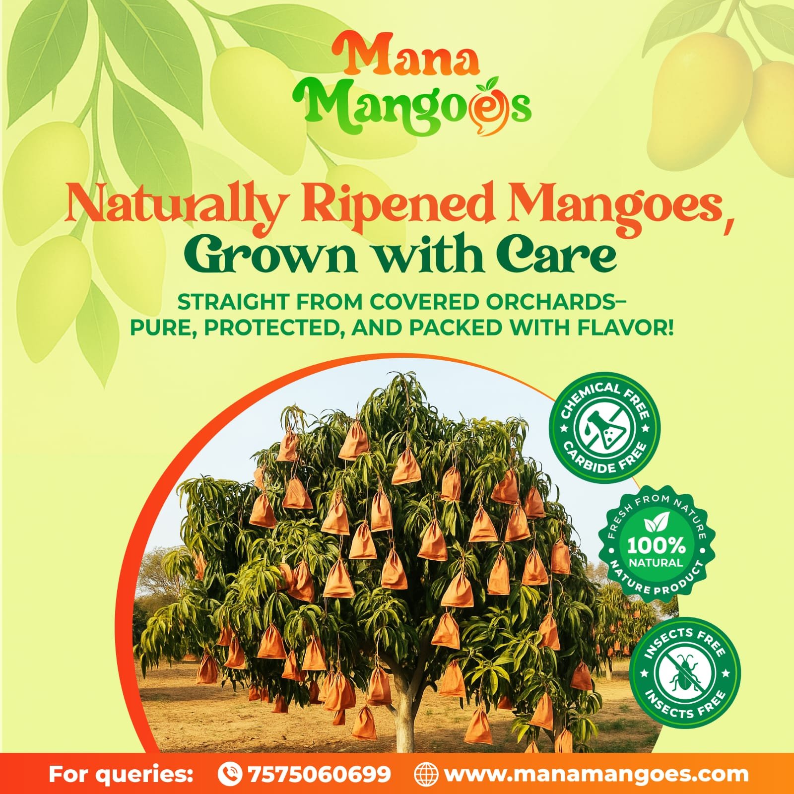 Banginapalli - Premium